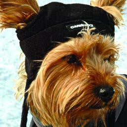 ALPIN Dog Hat