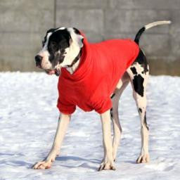 Dog Hoodie "PILUS"