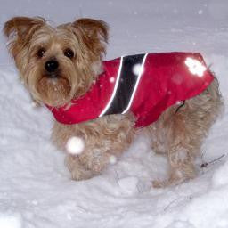 Dog Rain or Snow Coat "UMBER"